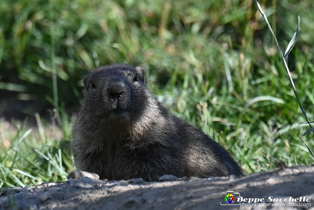 VBS_1 -  Plateau du Mont-Cenise, Grand Croix, Marmotte_-_0073 mt.jpg